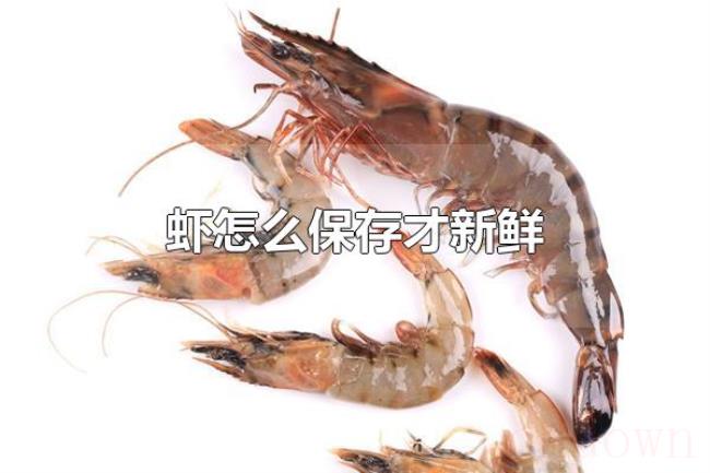 虾怎么保存才新鲜(矿泉水瓶保存虾最好) 虾怎么保存才新鲜(矿泉水瓶保存虾最好)
