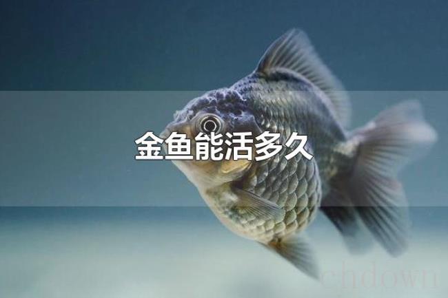 金鱼能活多久（金鱼有多少品种）