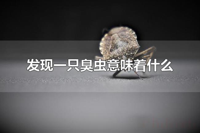 发现一只臭虫意味着什么(发现一只臭虫意味着环境潮湿) 发现一只臭虫意味着什么(发现一只臭虫意味着环境潮湿)
