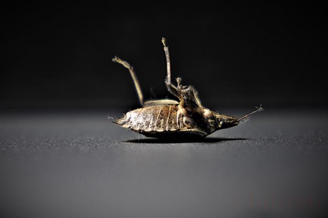 发现一只臭虫意味着什么（发现一只臭虫意味着环境潮湿）