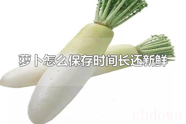 萝卜怎么保存时间长还新鲜(萝卜放冰箱保存时间长还新鲜) 萝卜怎么保存时间长还新鲜(萝卜放冰箱保存时间长还新鲜)