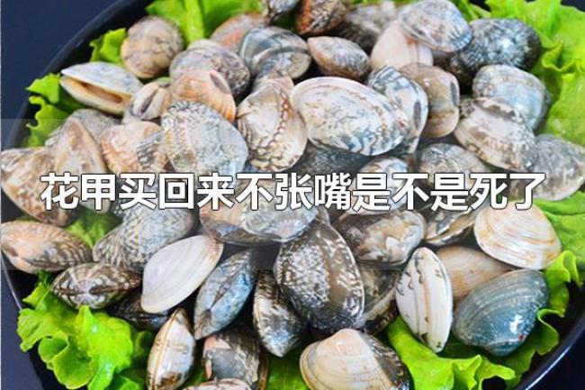 花甲买回来不张嘴是不是死了(花甲买回来不张嘴不一定是死了) 花甲买回来不张嘴是不是死了(花甲买回来不张嘴不一定是死了)