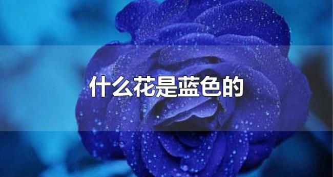 什么花是蓝色的(蓝色的花的花语是什么) 什么花是蓝色的(蓝色的花的花语是什么)