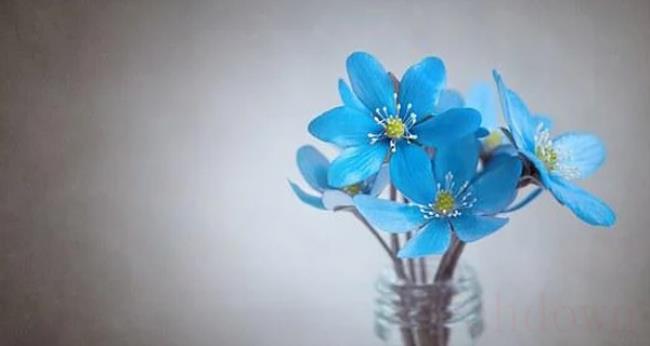 什么花是蓝色的（蓝色的花的花语是什么）