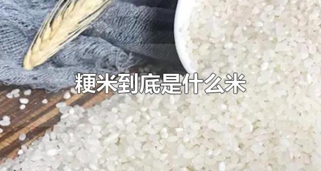 粳米到底是什么米(粳米要怎么挑选) 粳米到底是什么米(粳米要怎么挑选)