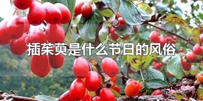 插茱萸是什么节日的风俗（插茱荑的寓意）