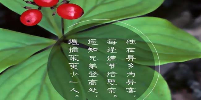 插茱萸是什么节日的风俗（插茱荑的寓意）