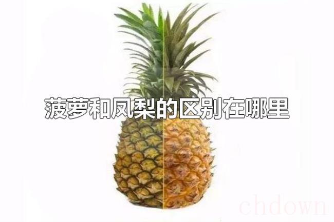 菠萝和凤梨的区别在哪里（菠萝和凤梨是什么水果）