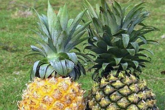 菠萝和凤梨的区别在哪里（菠萝和凤梨是什么水果）