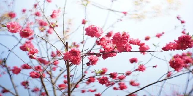 我国清明节有哪些风俗（我国还有哪些传统节日以及相关习俗）
