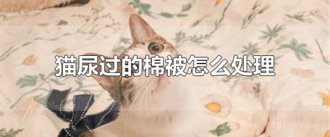 猫尿过的棉被怎么处理(小苏打和白醋轻松去除猫尿) 猫尿过的棉被怎么处理(小苏打和白醋轻松去除猫尿)