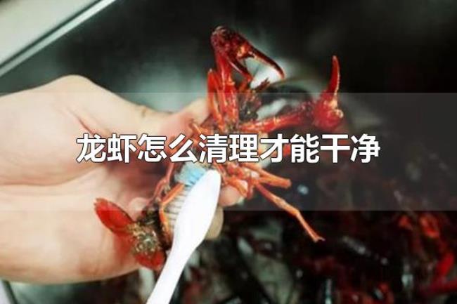 龙虾怎么清理才能干净（龙虾为什么要清洗干净食用）
