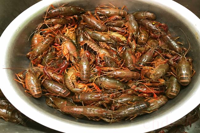 龙虾怎么清理才能干净（龙虾为什么要清洗干净食用）