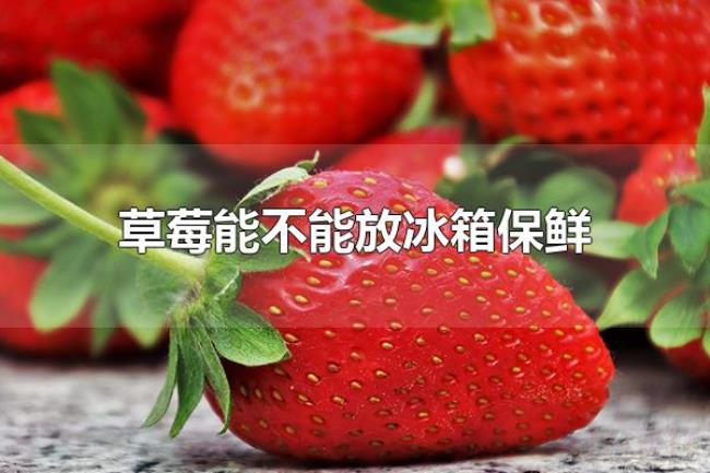 草莓能不能放冰箱保鲜(草莓可以放冰箱保鲜) 草莓能不能放冰箱保鲜(草莓可以放冰箱保鲜)