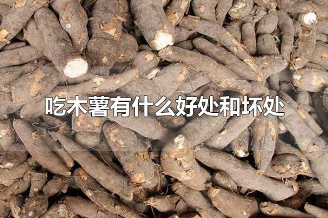 吃木薯有什么好处和坏处(木薯如何食用) 吃木薯有什么好处和坏处(木薯如何食用)