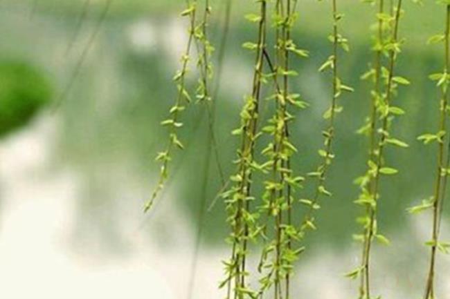 清明节的民间风俗有哪些（清明节的传统食物有什么）