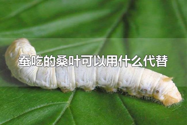 蚕吃的桑叶可以用什么代替(蚕是什么动物) 蚕吃的桑叶可以用什么代替(蚕是什么动物)