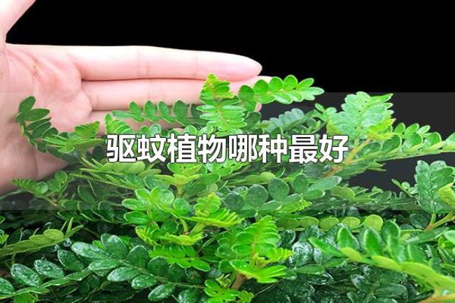驱蚊植物哪种最好（驱蚊植物中驱蚊草最好）