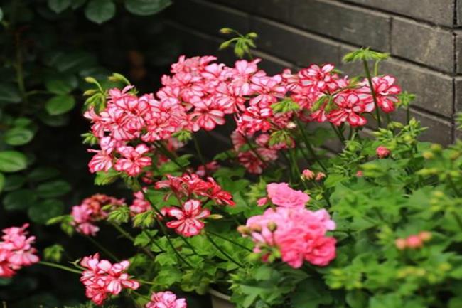 驱蚊植物哪种最好（驱蚊植物中驱蚊草最好）