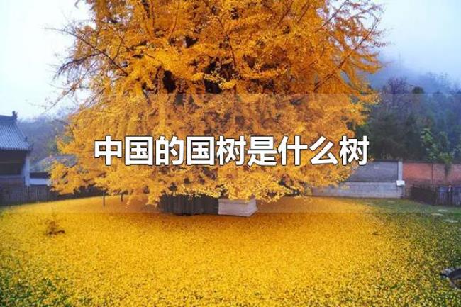中国的国树是什么树（中国的国树是银杏）