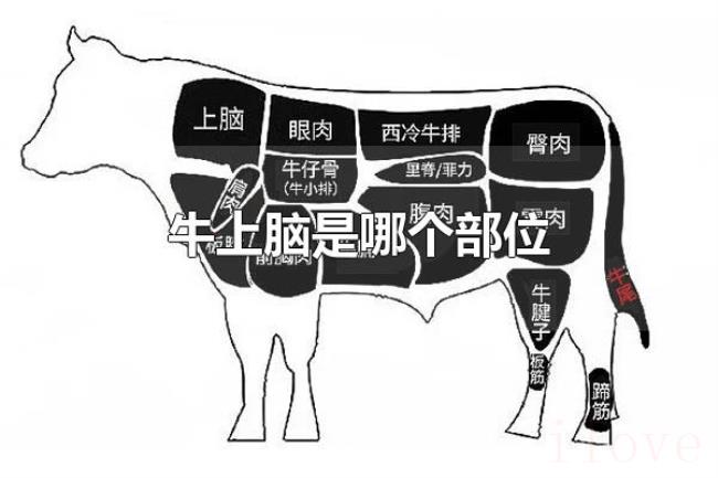 牛上脑是哪个部位（牛上脑是牛后颈部位的肉）