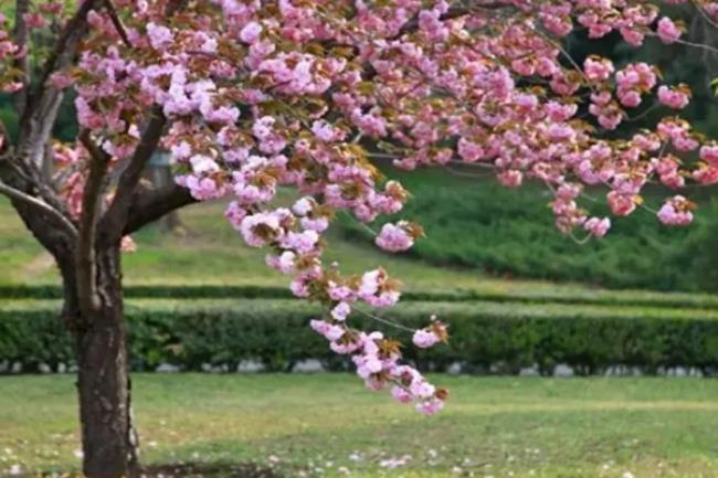 四月是什么季节?（四季是怎么划分的）