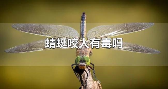 蜻蜓咬人有毒吗（蜻蜓对人类有什么作用）