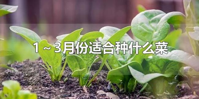 1~3月份适合种什么菜(1~3月份可以种植萝卜吗) 1~3月份适合种什么菜(1~3月份可以种植萝卜吗)
