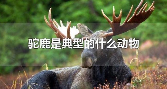 驼鹿是典型的什么动物（驼鹿主要分布在哪里呢）