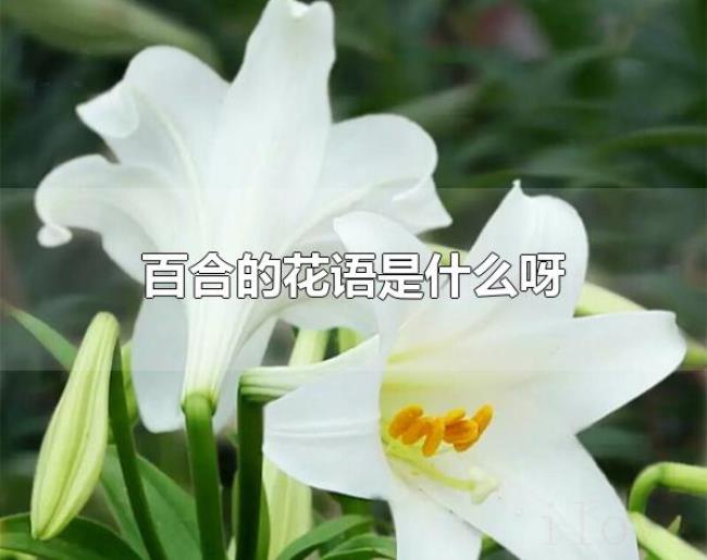 百合的花语是什么呀（百合花一般在哪些场合赠送）