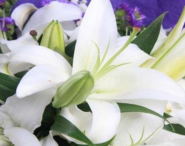 百合的花语是什么呀（百合花一般在哪些场合赠送）