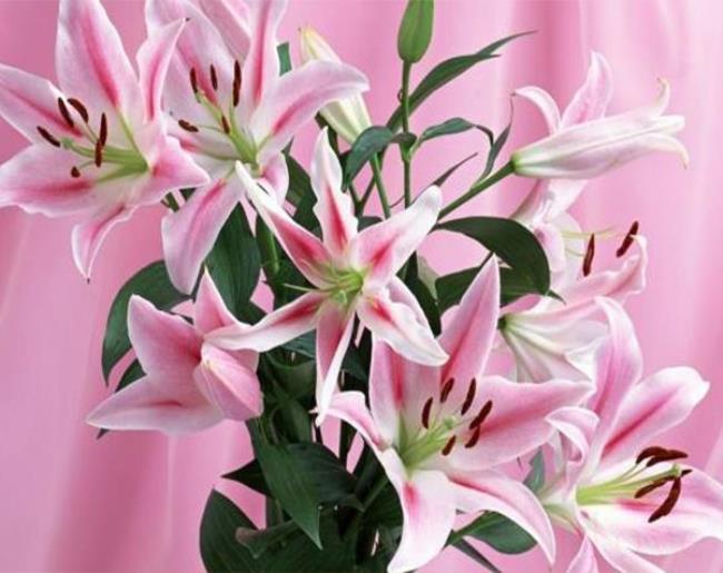 百合的花语是什么呀（百合花一般在哪些场合赠送）