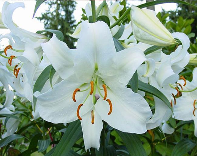 百合的花语是什么呀（百合花一般在哪些场合赠送）