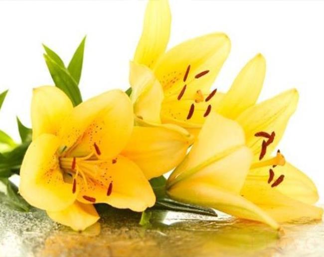 百合的花语是什么呀（百合花一般在哪些场合赠送）