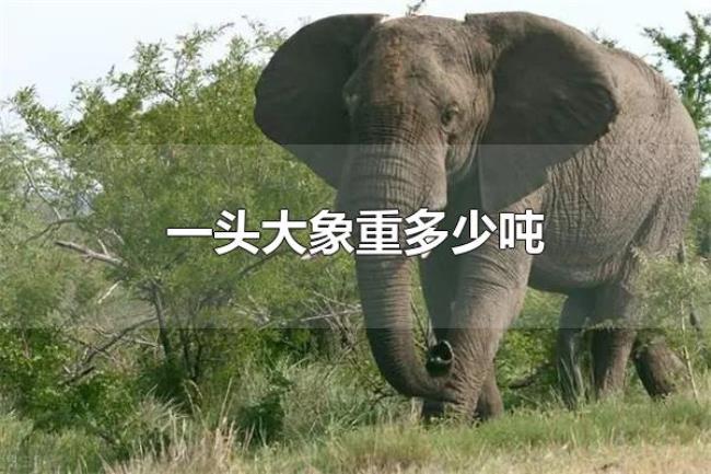 一头大象重多少吨（一头大象重3-8吨）