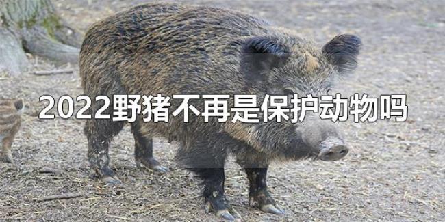 2022野猪不再是保护动物吗（野猪是二级保护动物）