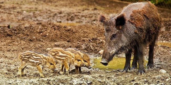 2022野猪不再是保护动物吗（野猪是二级保护动物）