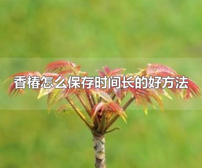 香椿怎么保存时间长的好方法（香椿属于什么植物）