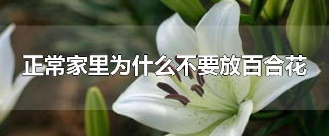 正常家里为什么不要放百合花（养百合花适合放哪里）