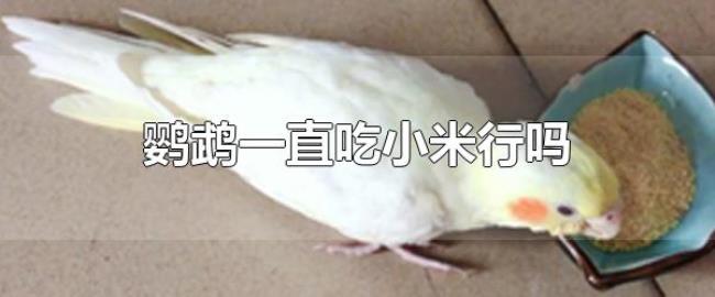 鹦鹉一直吃小米行吗（鹦鹉的食物是多样化的）