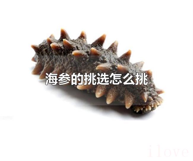 海参的挑选怎么挑(海参的挑选方式) 海参的挑选怎么挑(海参的挑选方式)