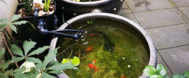 水桶里的青苔怎么才能轻松去掉（大米水轻松清理水桶青苔）