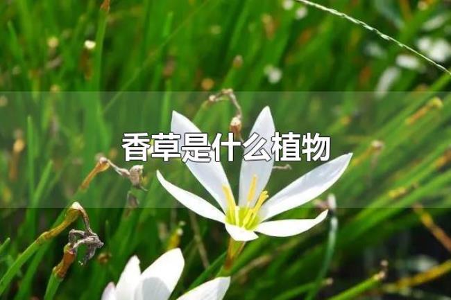 香草是什么植物（香草的相关介绍）