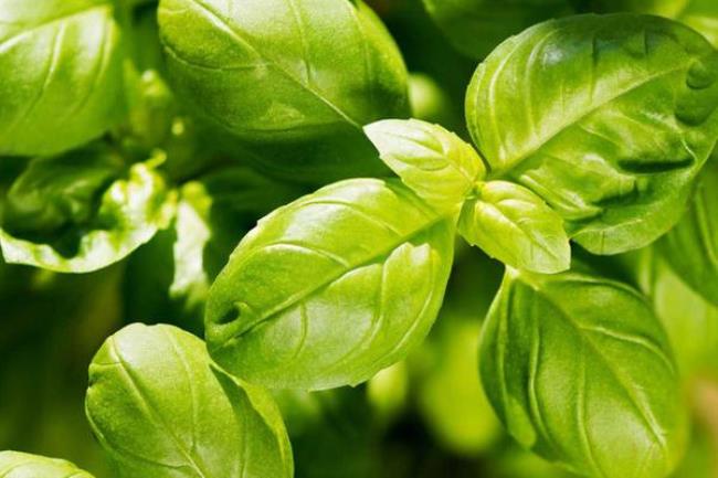 香草是什么植物（香草的相关介绍）
