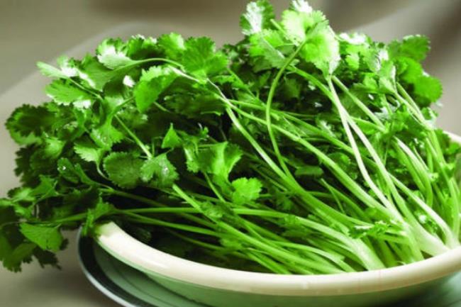 香草是什么植物（香草的相关介绍）