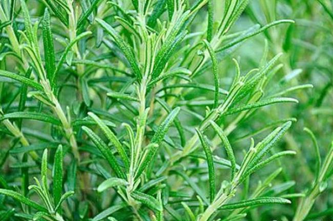 香草是什么植物(香草的相关介绍) 香草是什么植物(香草的相关介绍)