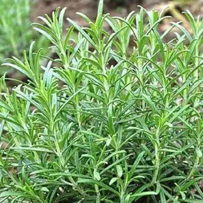 香草是什么植物（香草的相关介绍）