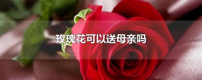 玫瑰花可以送母亲吗 玫瑰花可以送母亲吗