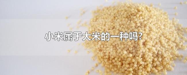小米属于大米的一种吗?