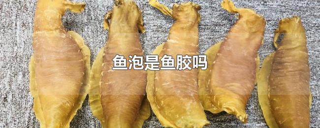 鱼泡是鱼胶吗